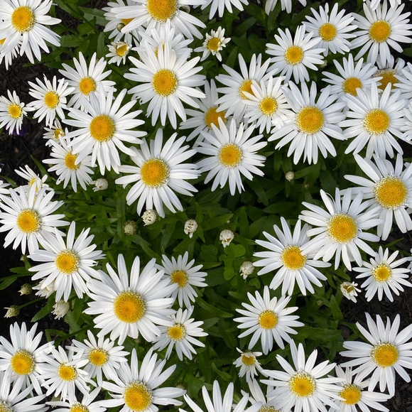 Meet your Posher, Patty - Picture 2 of 7